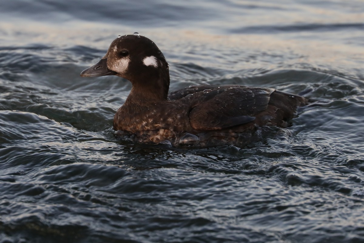 Harlequin Duck - ML428086101