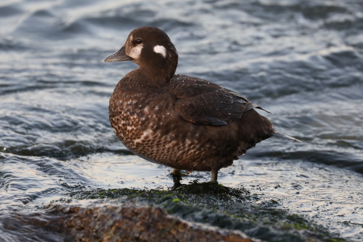 Harlequin Duck - ML428086351