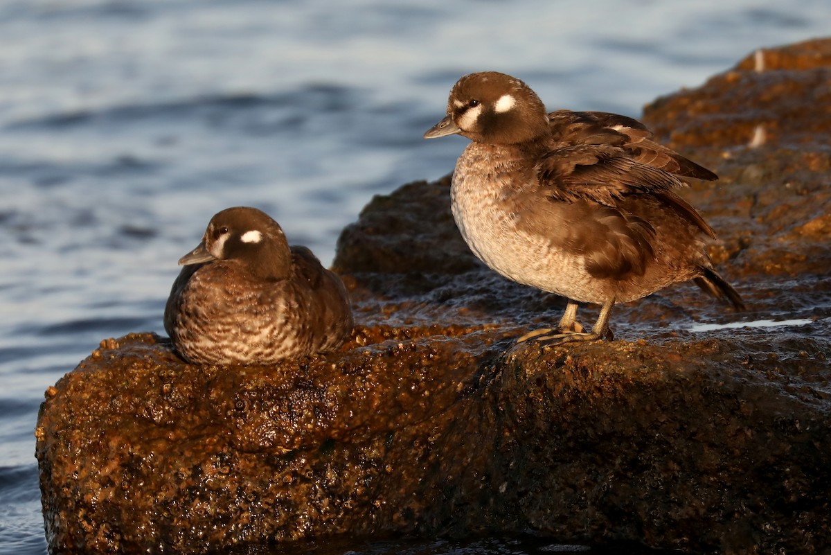 Harlequin Duck - James Rieman