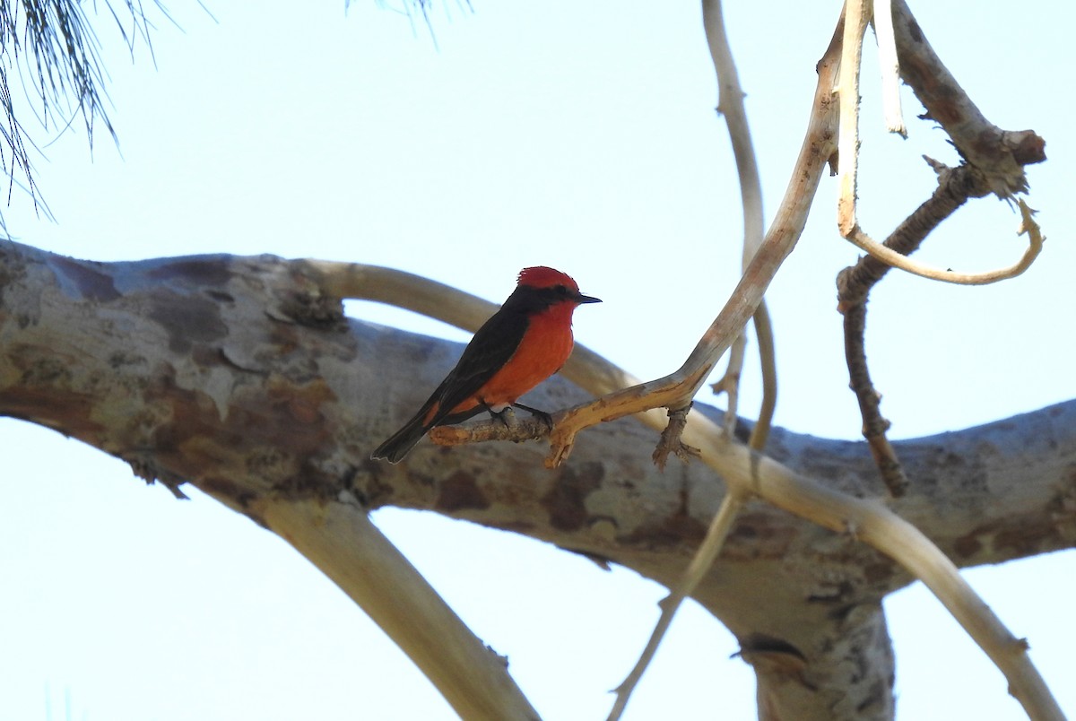 Vermilion Flycatcher - ML428087641