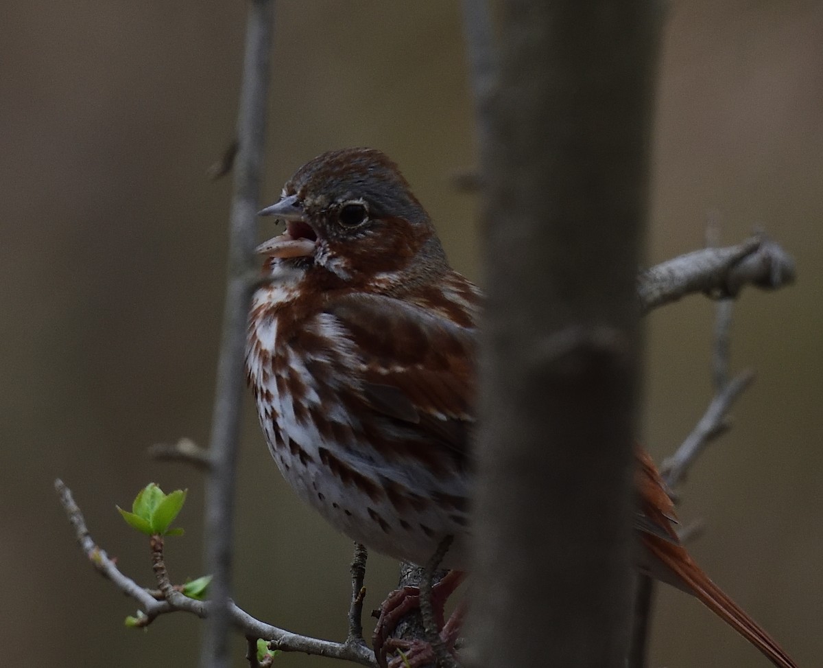 Fox Sparrow - ML428089291