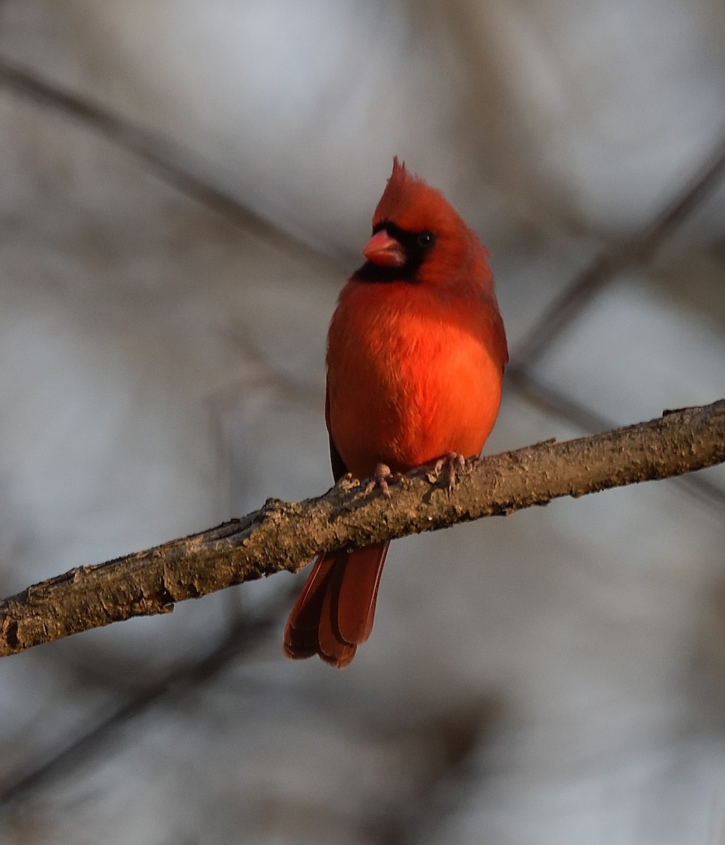 Northern Cardinal - ML428089811