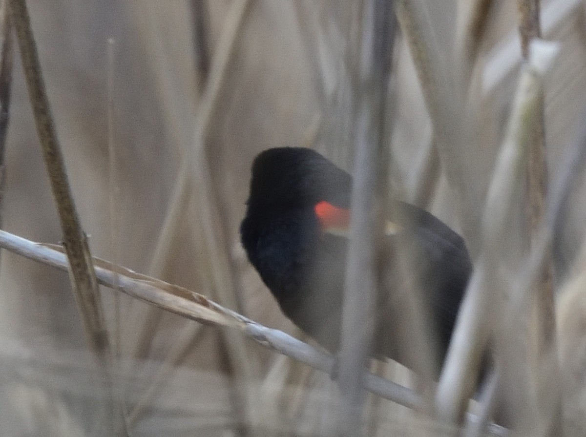 Red-winged Blackbird - ML428089831