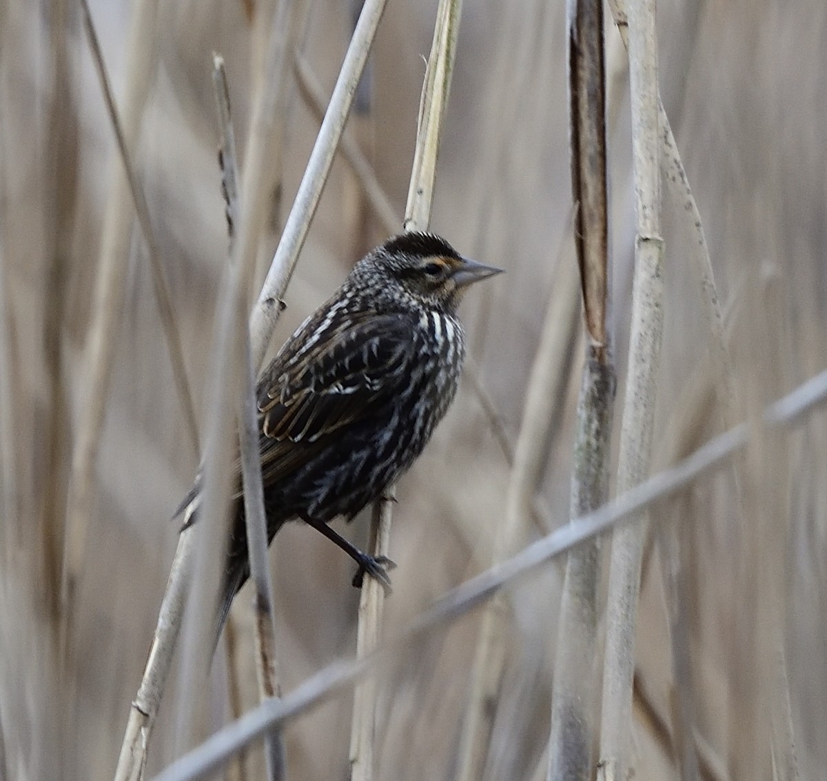 Red-winged Blackbird - ML428089841