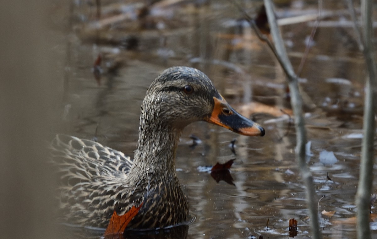 Mallard - ML428089901