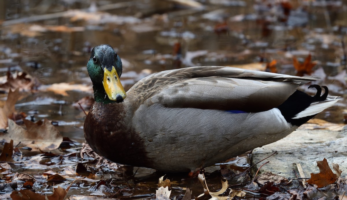 Mallard - ML428089921