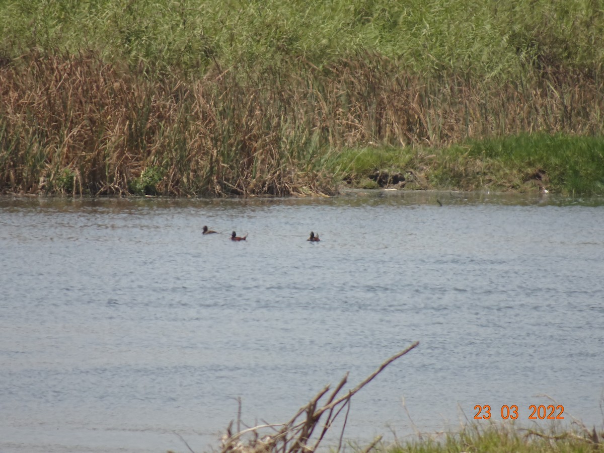 Andean Duck - ML428090491