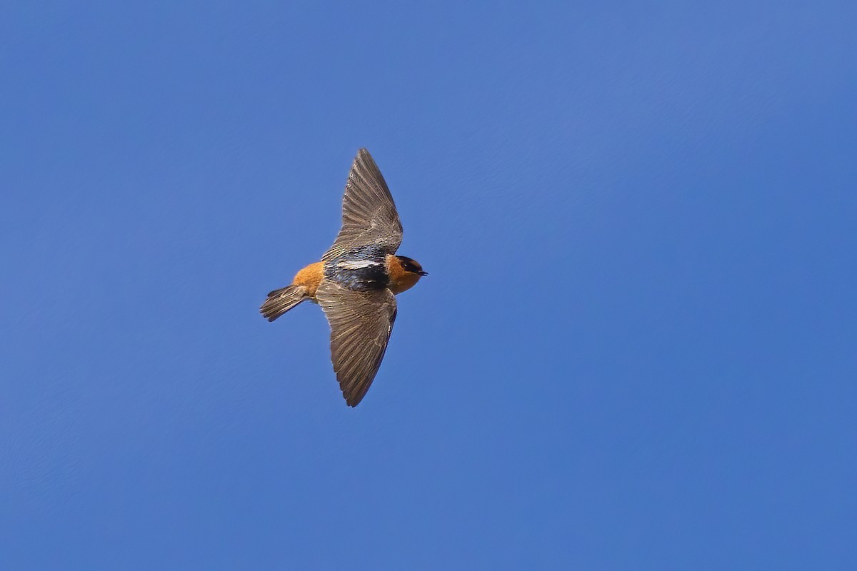 Golondrina Pueblera - ML428090661