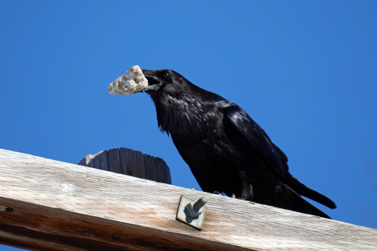 Common Raven - ML428091721