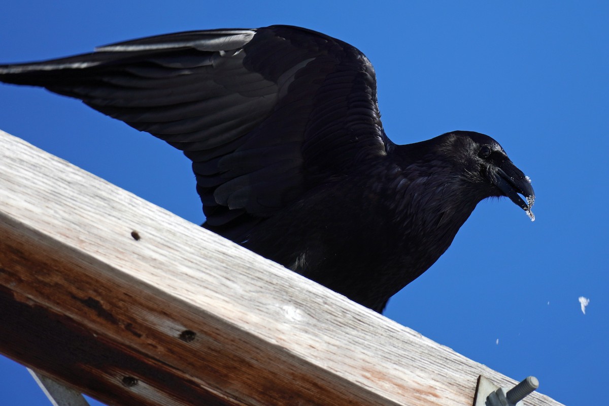 Common Raven - Susan Iannucci