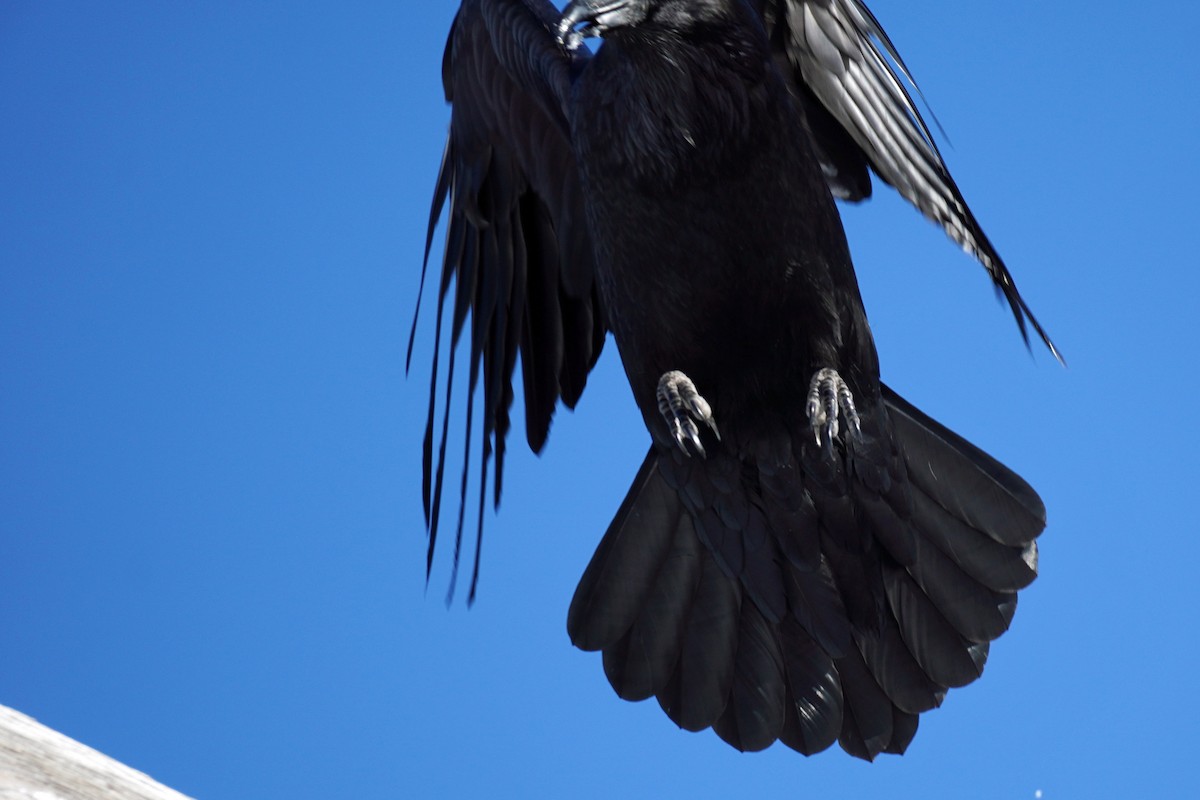 Common Raven - ML428091751