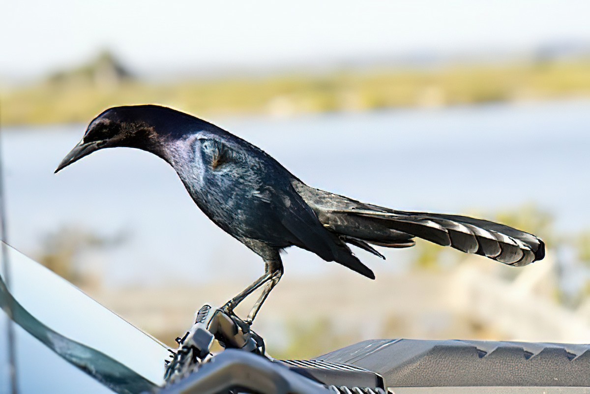 Boat-tailed Grackle - ML428092671