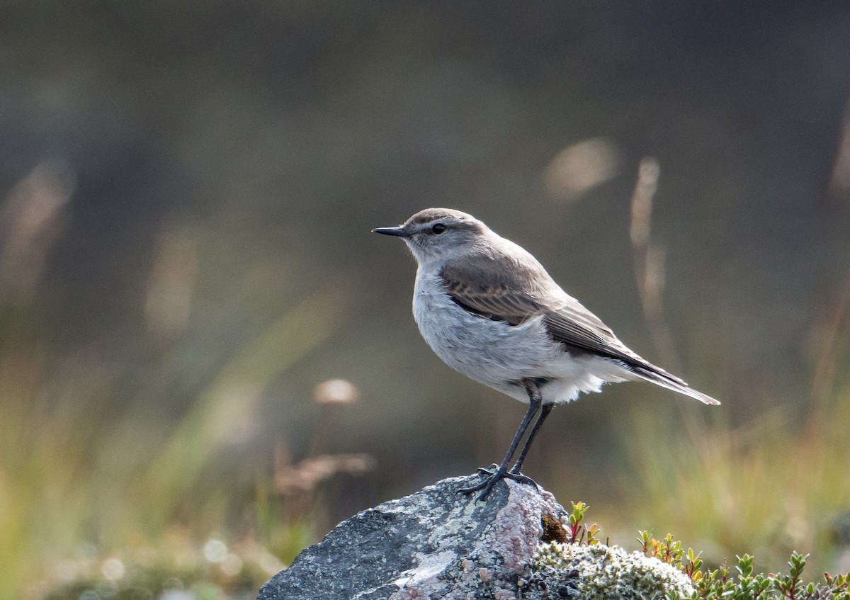 White-browed Ground-Tyrant - DANIEL ESTEBAN STANGE FERNANDEZ