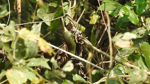 Pin-striped Tit-Babbler - ML428094101