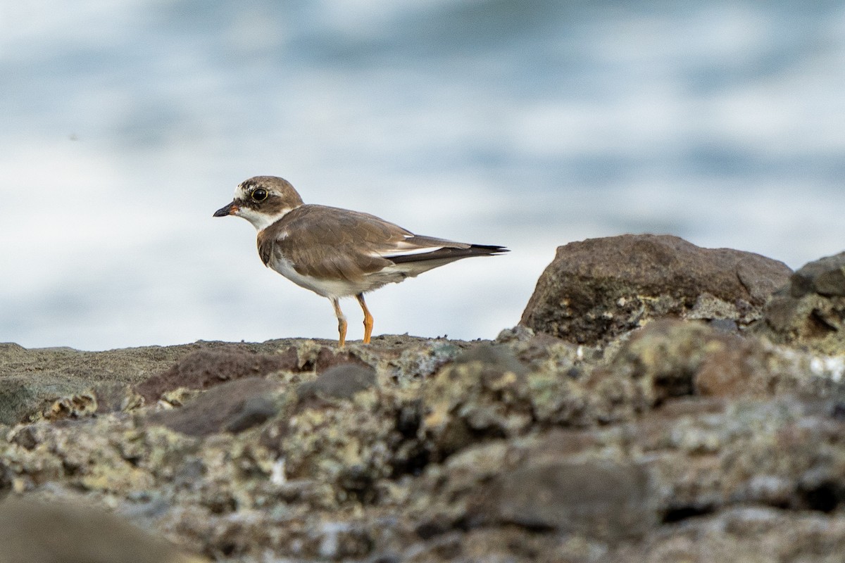 Semipalmated Plover - ML428094751