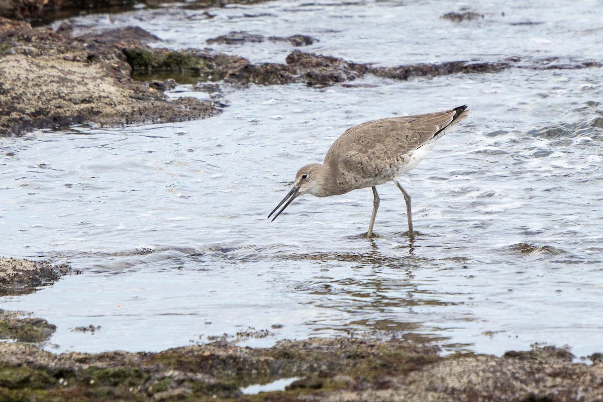 Willet - ML428094821