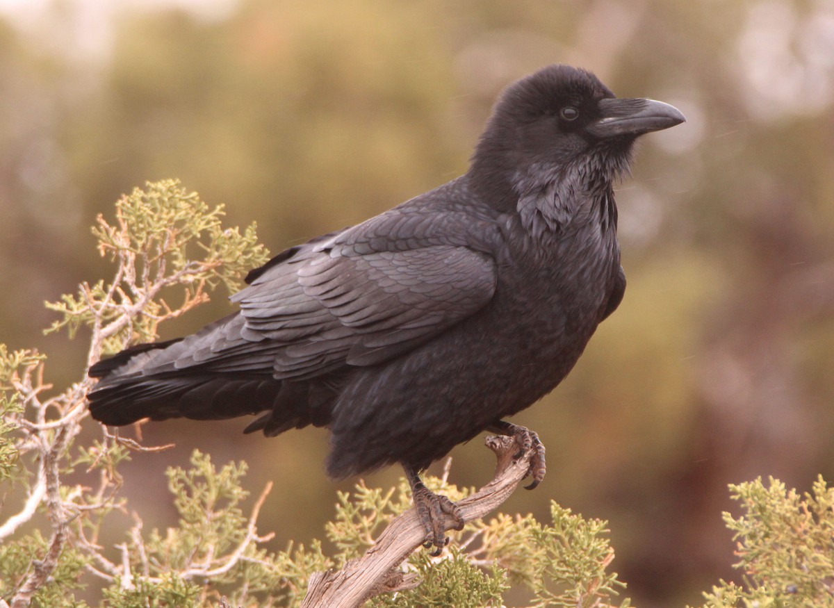 Common Raven - ML428094871