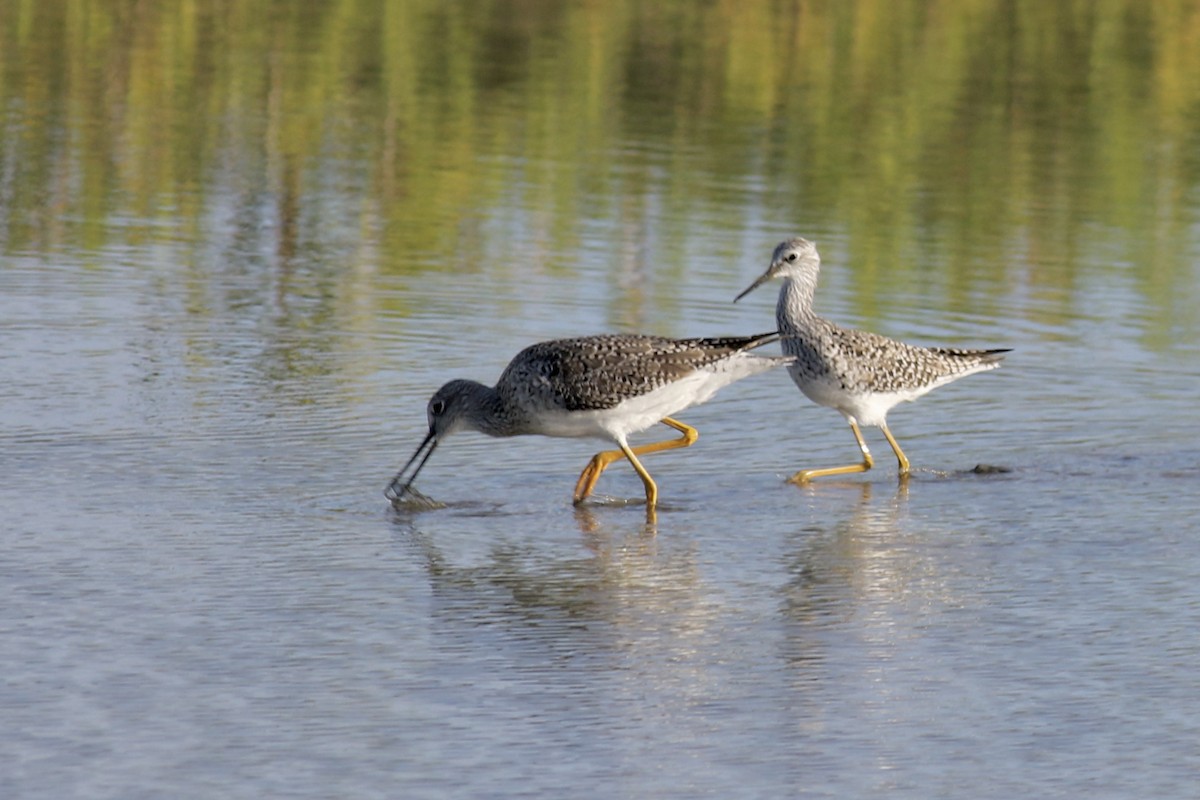 Lesser Yellowlegs - ML428094981