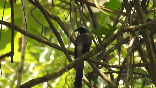 Gray Treepie - ML428095231