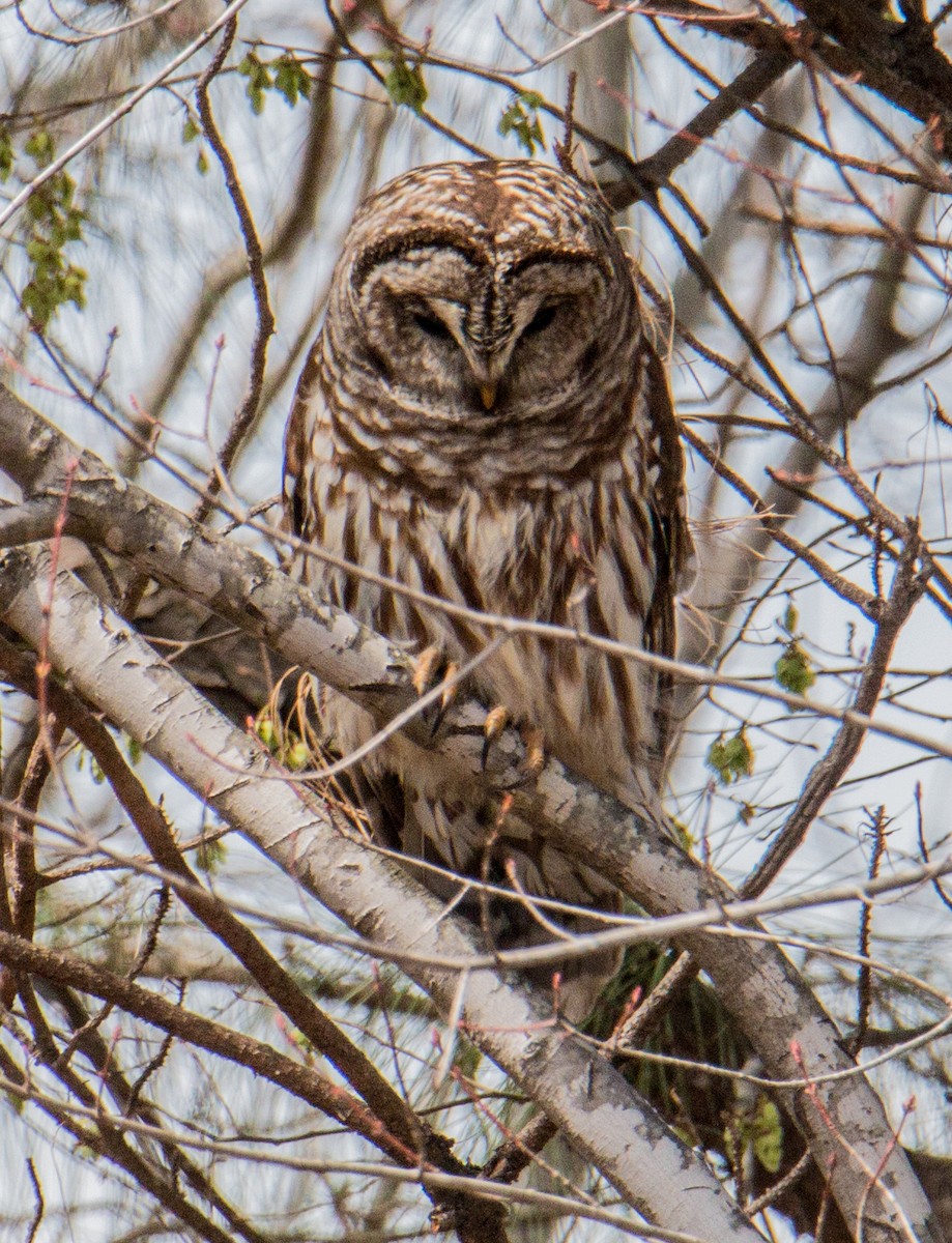 Barred Owl - ML428095761