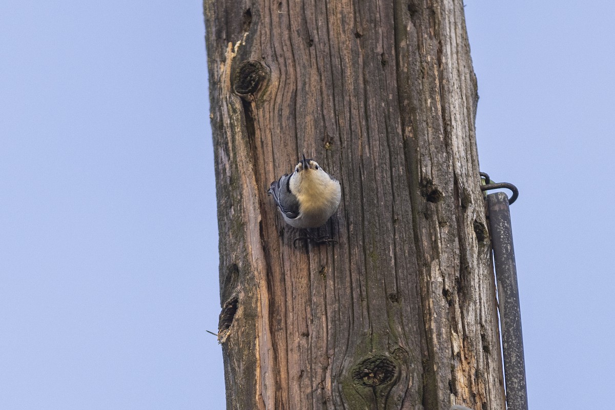 White-breasted Nuthatch - ML428096561