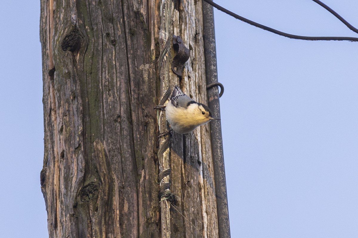 White-breasted Nuthatch - ML428096581