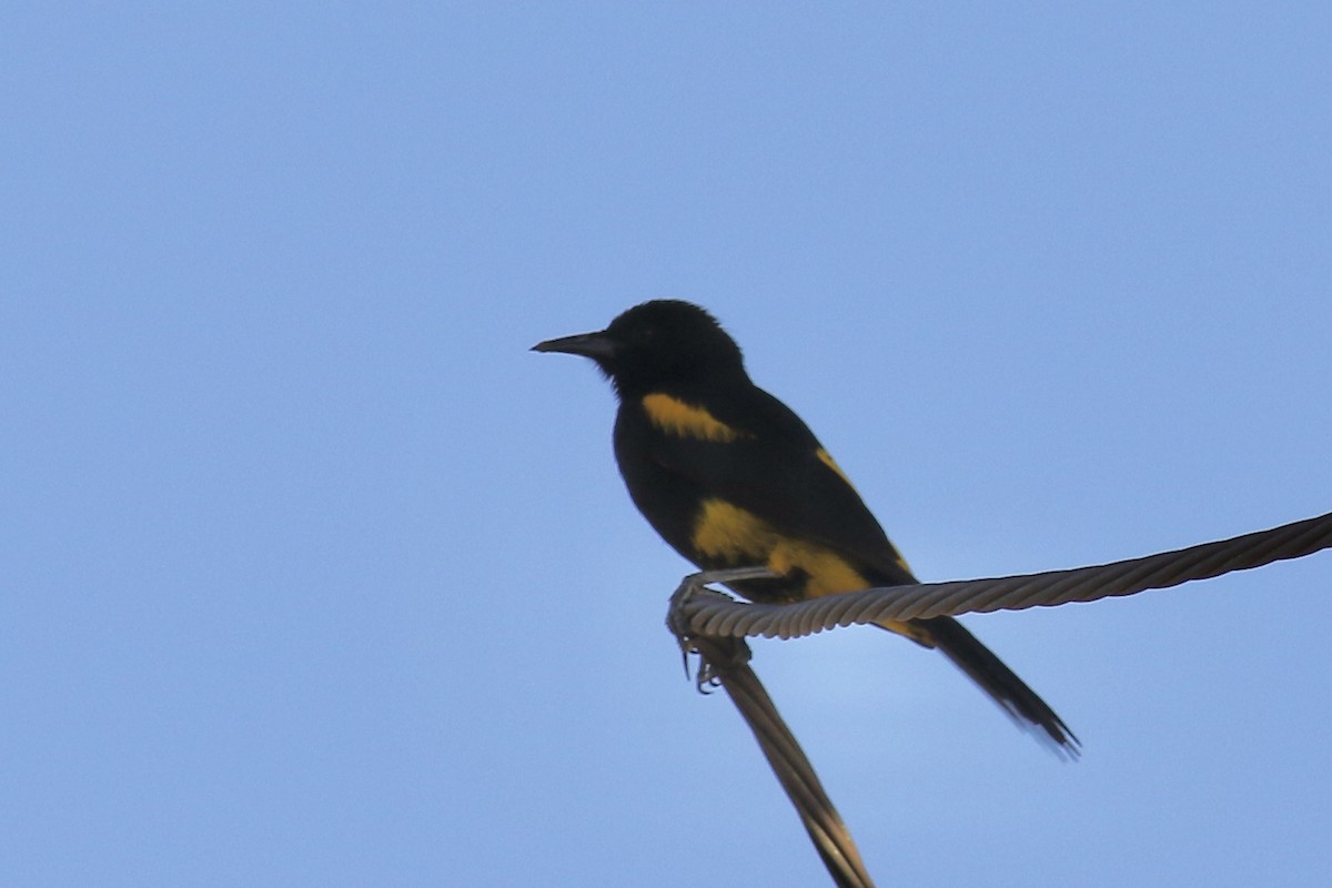 Hispaniolan Oriole - ML428096831