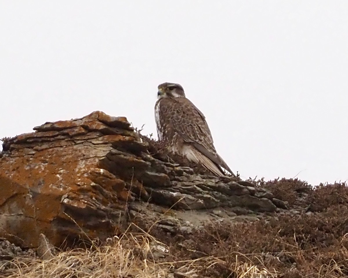 Prairie Falcon - John Anderson