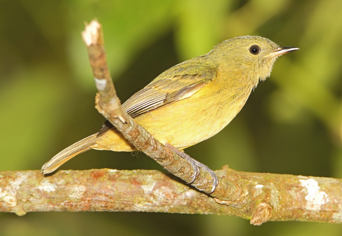 McConnell's Flycatcher - ML428097301