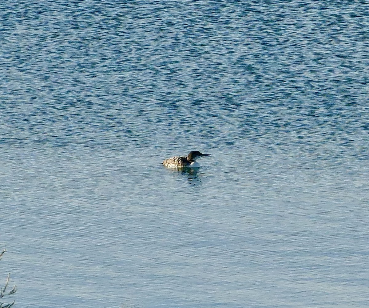 Plongeon huard - ML428097771