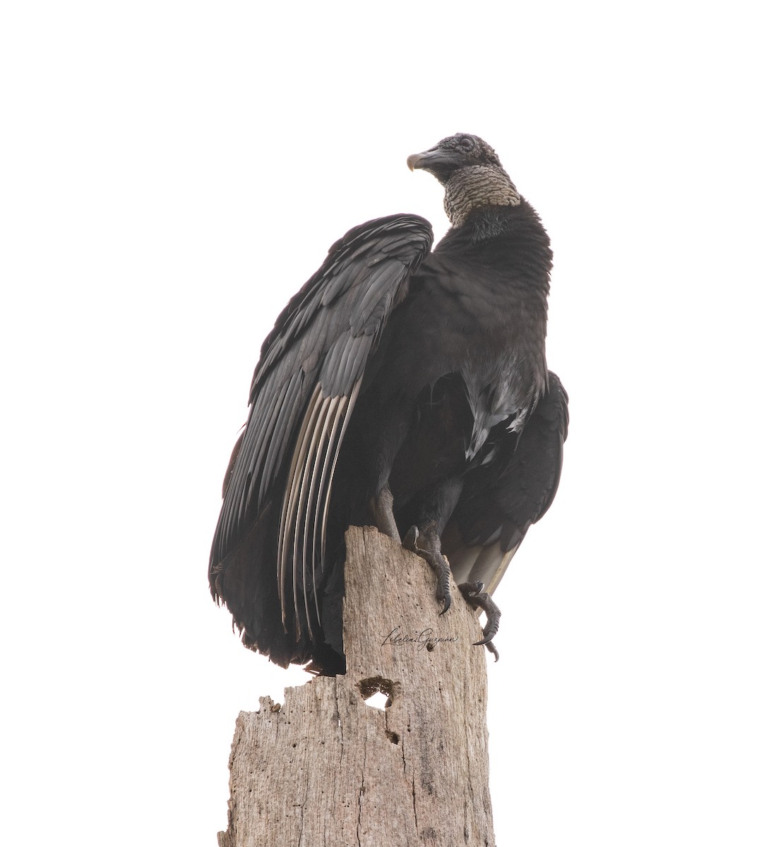 Black Vulture - ML428099171