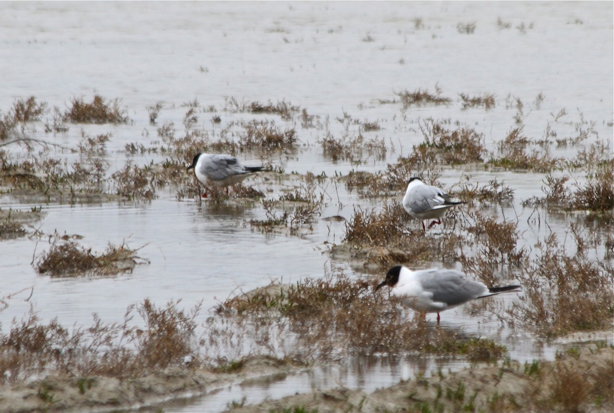 Bonaparte's Gull - ML428100351