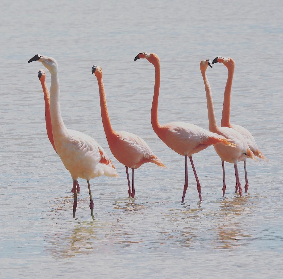 Chilean Flamingo - ML428100551