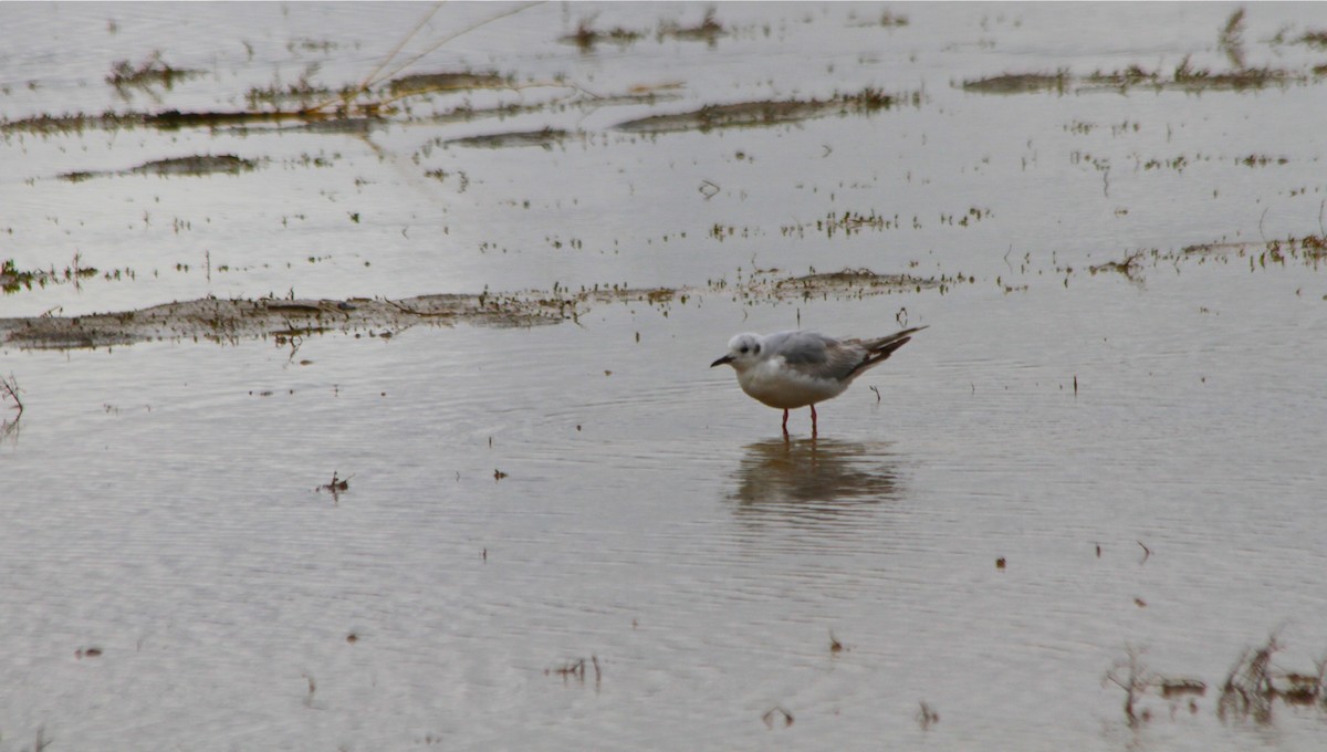 Mouette de Bonaparte - ML428101301