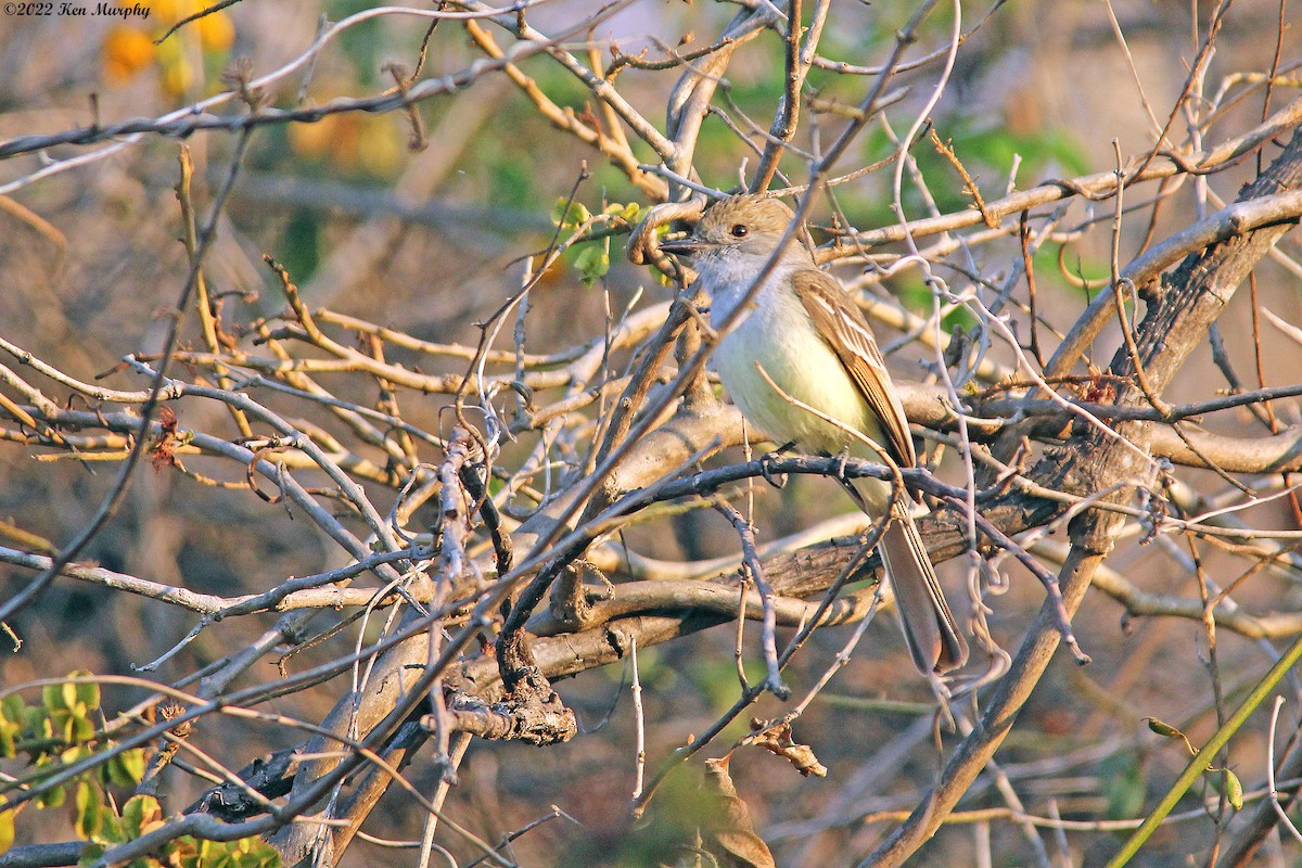 Nutting's Flycatcher - ML428101951