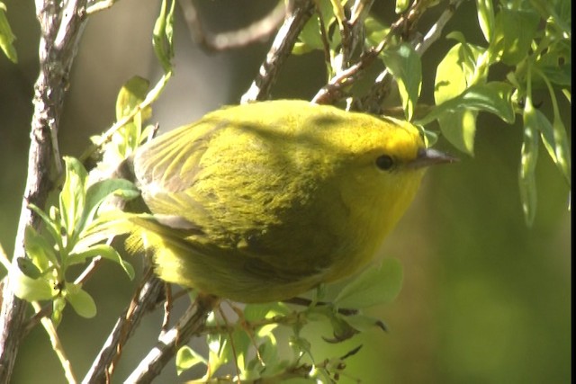 Maui Alauahio - ML428102