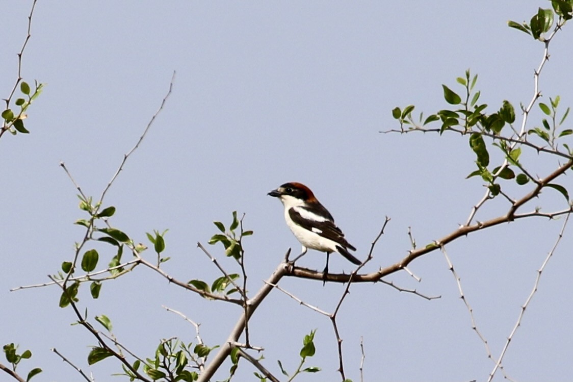 Woodchat Shrike (Caucasian) - ML428105321
