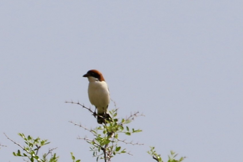 Woodchat Shrike (Caucasian) - ML428105451