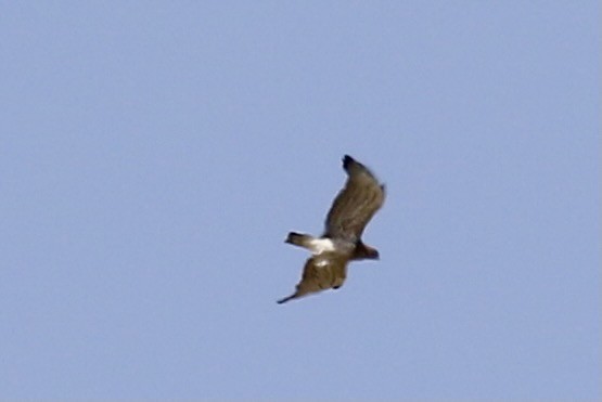 Short-toed Snake-Eagle - ML428105541