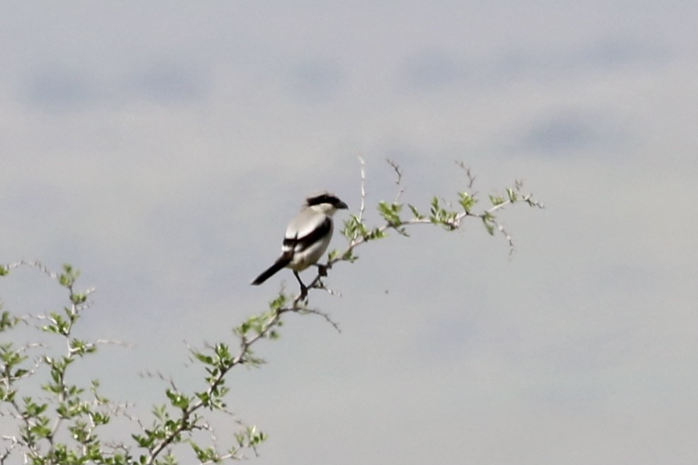 Great Gray Shrike - ML428105671