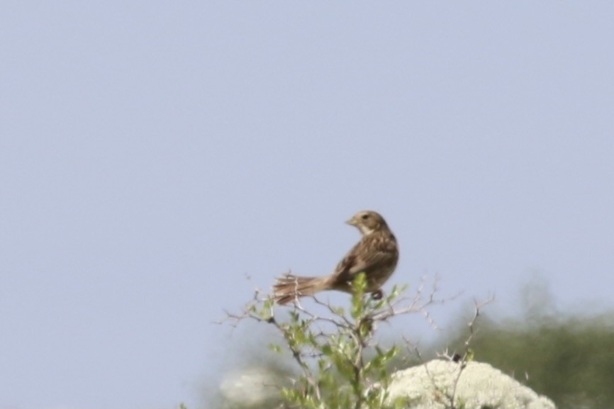 Corn Bunting - ML428105691