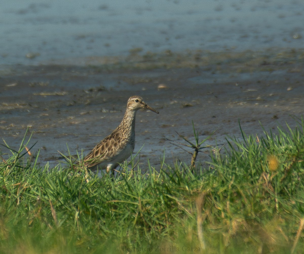 Bécasseau à poitrine cendrée - ML428105761