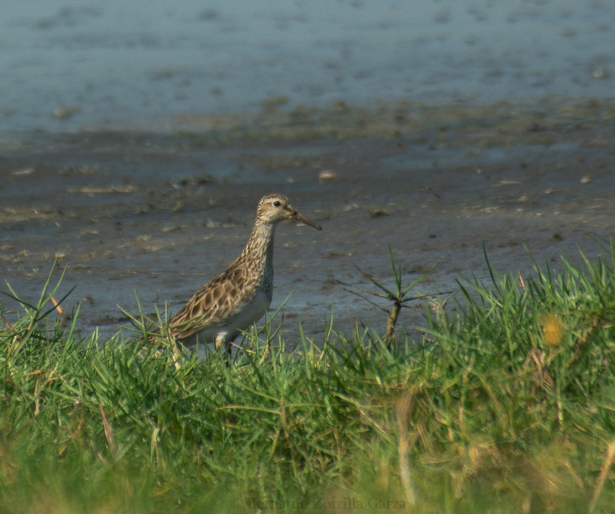 Pectoral Sandpiper - ML428105761