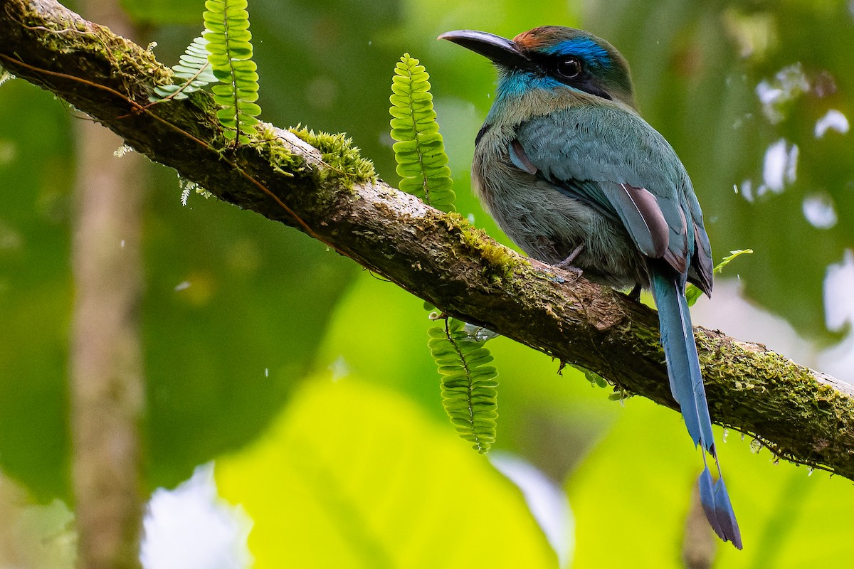 Keel-billed Motmot - William Hemstrom