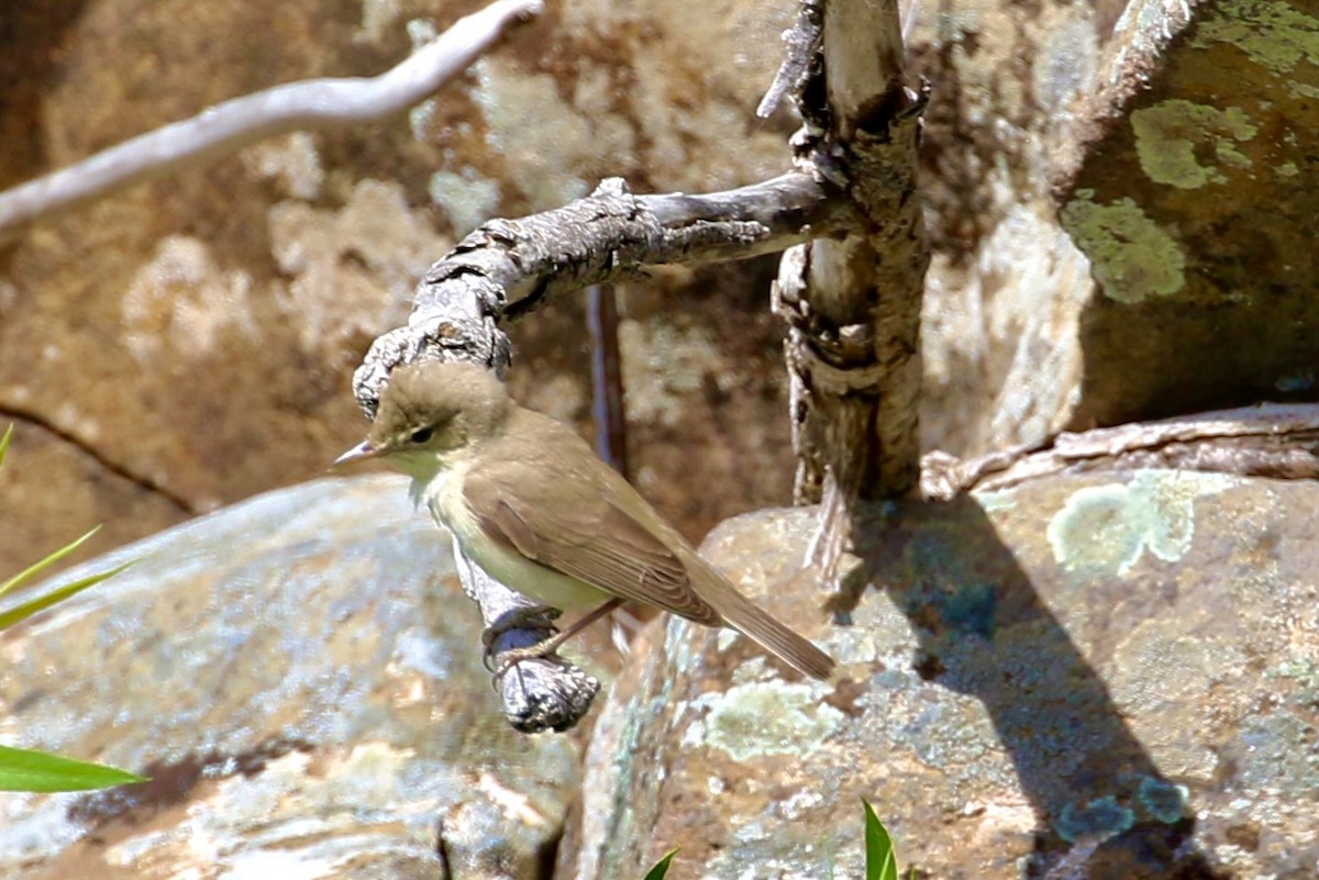 Eastern Olivaceous Warbler - ML428106101