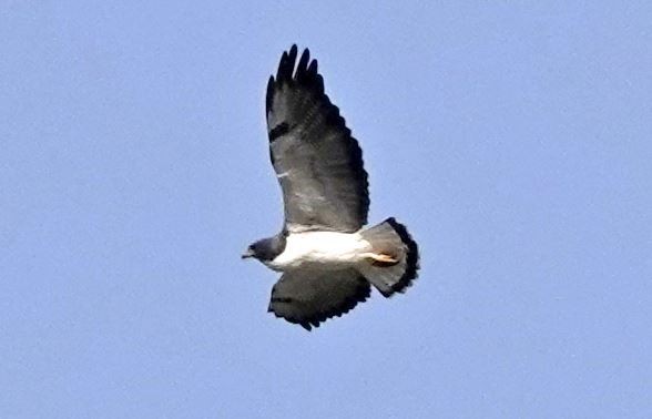 White-tailed Hawk - ML428106141
