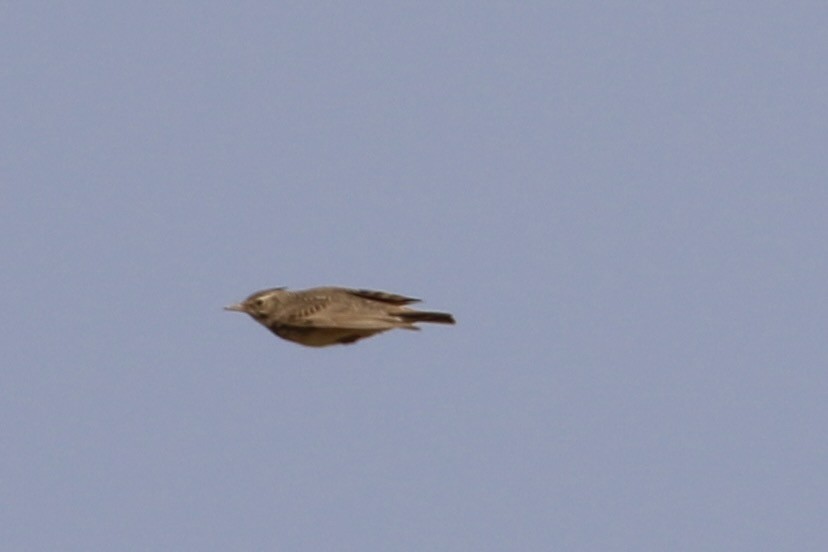 Crested Lark - ML428106181