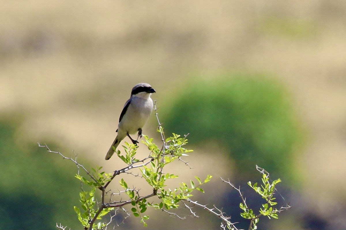 Great Gray Shrike - ML428106261
