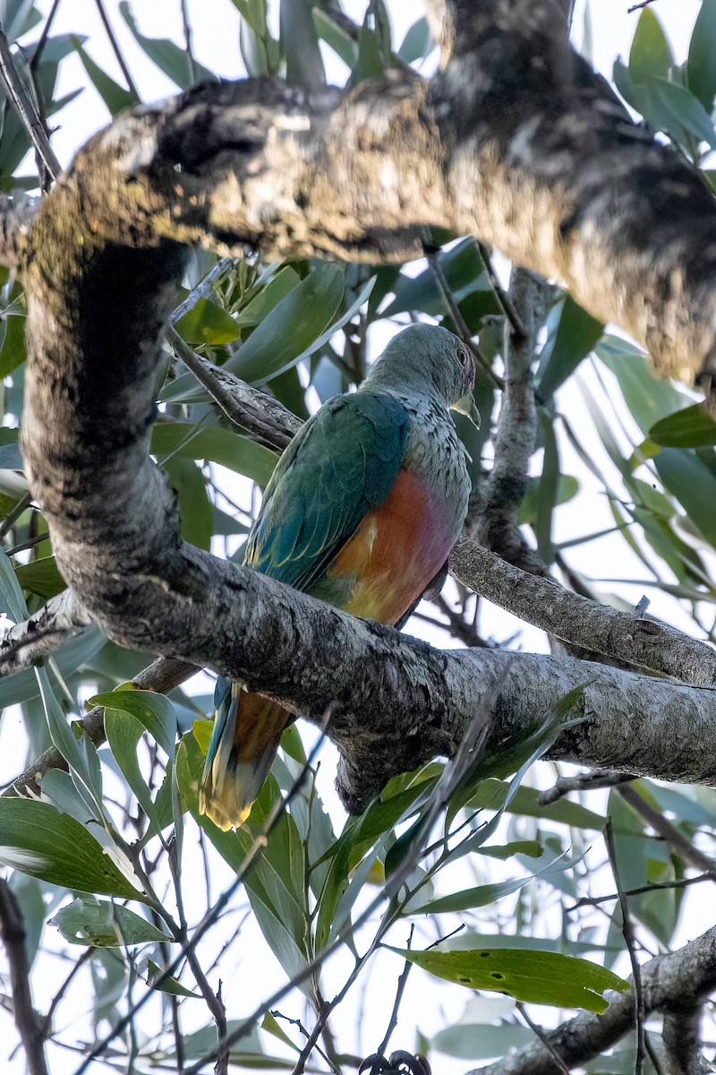 Rose-crowned Fruit-Dove - ML428106881