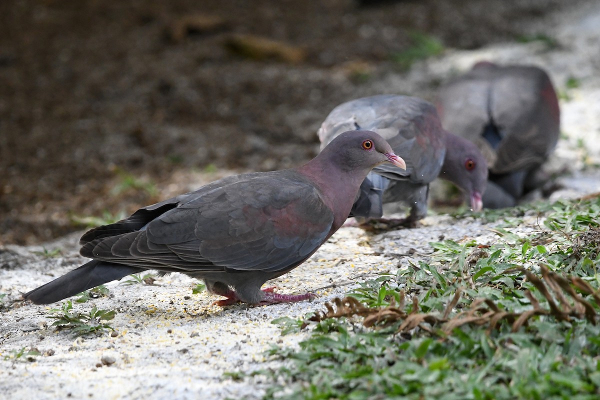 Pigeon à bec rouge - ML428107321